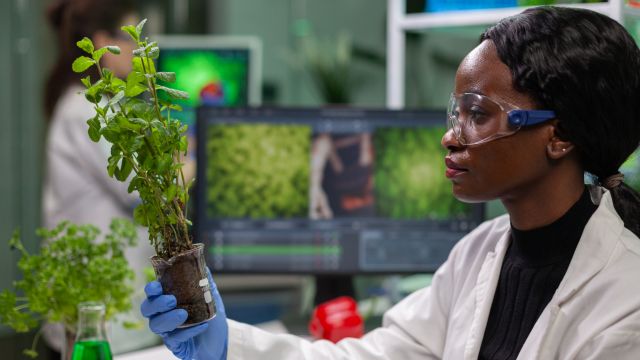 Mulher negra com jaleco segura uma muda de árvore, em laboratório de pesquisa.